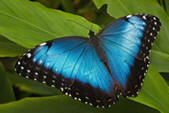 Straffan Butterfly Farm, Ovidstown, Straffan