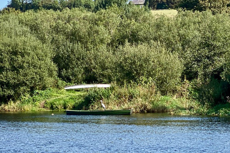 Enniscorthy Riverside Heron