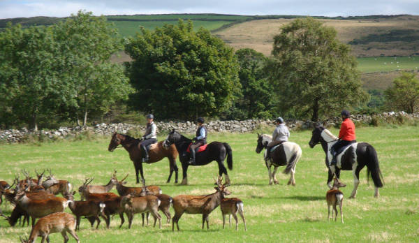 lendalough House Equestrian Centre Wicklow